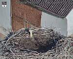 Capi_Dubne_20260811_072003.jpg