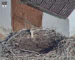Capi_Dubne_20260811_073503.jpg
