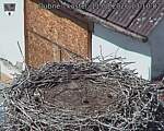 Capi_Dubne_20260811_131002.jpg