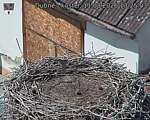 Capi_Dubne_20260811_132503.jpg