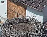 Capi_Dubne_20260811_133005.jpg