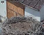 Capi_Dubne_20260811_142002.jpg