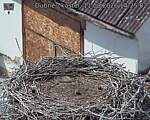 Capi_Dubne_20260811_142502.jpg