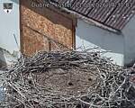 Capi_Dubne_20260811_143003.jpg
