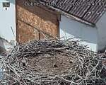 Capi_Dubne_20260811_144003.jpg