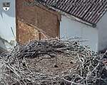 Capi_Dubne_20260811_153003.jpg