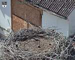 Capi_Dubne_20260811_154003.jpg