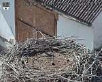 Capi_Dubne_20260811_160003.jpg