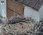 Capi_Dubne_20260811_161002.jpg