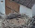 Capi_Dubne_20260811_161503.jpg