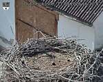Capi_Dubne_20260811_162002.jpg