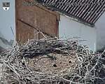 Capi_Dubne_20260811_162503.jpg