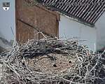 Capi_Dubne_20260811_163003.jpg