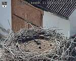 Capi_Dubne_20260811_165003.jpg