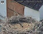 Capi_Dubne_20260811_174002.jpg