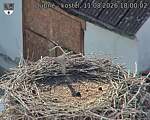 Capi_Dubne_20260811_180002.jpg