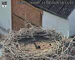 Capi_Dubne_20260811_181503.jpg