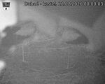 Capi_Dubne_20260812_000003.jpg