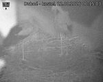 Capi_Dubne_20260812_001503.jpg