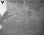 Capi_Dubne_20260812_002002.jpg