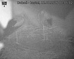 Capi_Dubne_20260812_010502.jpg