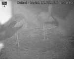 Capi_Dubne_20260812_011003.jpg