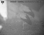 Capi_Dubne_20260812_013003.jpg