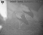 Capi_Dubne_20260812_013503.jpg