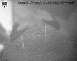 Capi_Dubne_20260812_022002.jpg