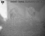 Capi_Dubne_20260812_030003.jpg