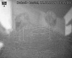 Capi_Dubne_20260812_031503.jpg