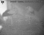 Capi_Dubne_20260812_033503.jpg