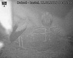 Capi_Dubne_20260812_040503.jpg