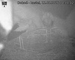 Capi_Dubne_20260812_041002.jpg