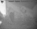 Capi_Dubne_20260812_043003.jpg