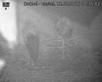 Capi_Dubne_20260812_043502.jpg