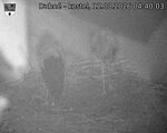 Capi_Dubne_20260812_044003.jpg