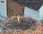 Capi_Dubne_20260812_060003.jpg
