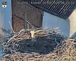 Capi_Dubne_20260812_062002.jpg