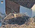 Capi_Dubne_20260812_062504.jpg