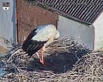 Capi_Dubne_20260812_064503.jpg
