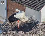 Capi_Dubne_20260812_065003.jpg