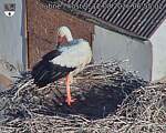 Capi_Dubne_20260812_065502.jpg
