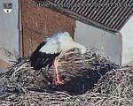 Capi_Dubne_20260812_070504.jpg