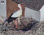 Capi_Dubne_20260812_072002.jpg