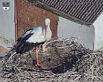 Capi_Dubne_20260812_072503.jpg