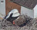 Capi_Dubne_20260812_073503.jpg