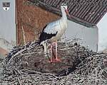 Capi_Dubne_20260812_075003.jpg