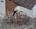 Capi_Dubne_20260812_084002.jpg