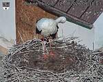 Capi_Dubne_20260812_091003.jpg